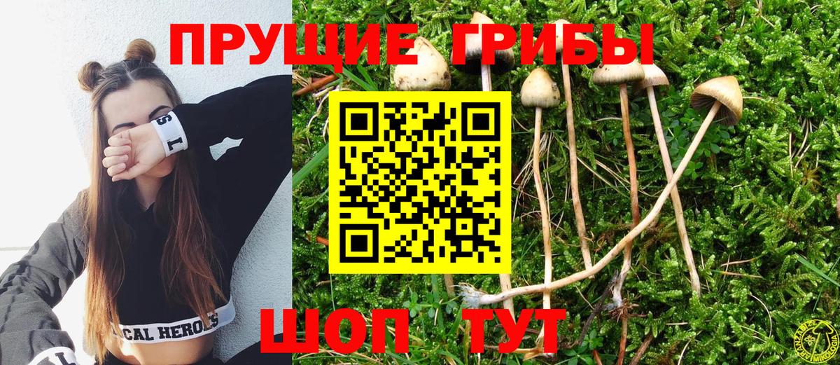 Псилоцибиновые грибы MAGIC MUSHROOMS  Вход с VPN  Сердобск  Псилоцибиновые грибы Psilocybine cubensis 